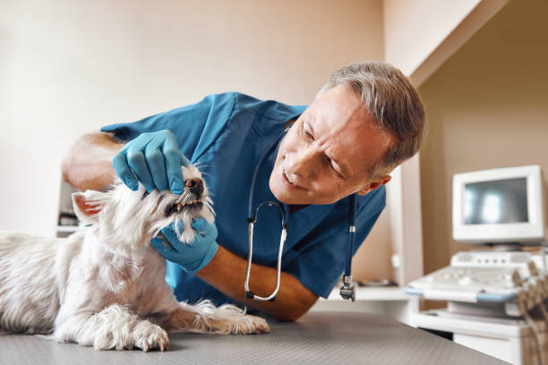 Best Walk-In Emergency Dentist in Merritt Park, NY